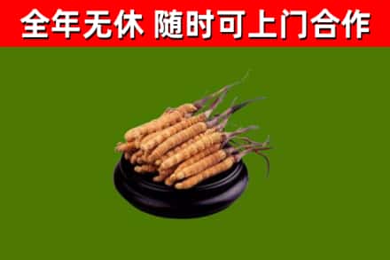 河东区回收散虫草